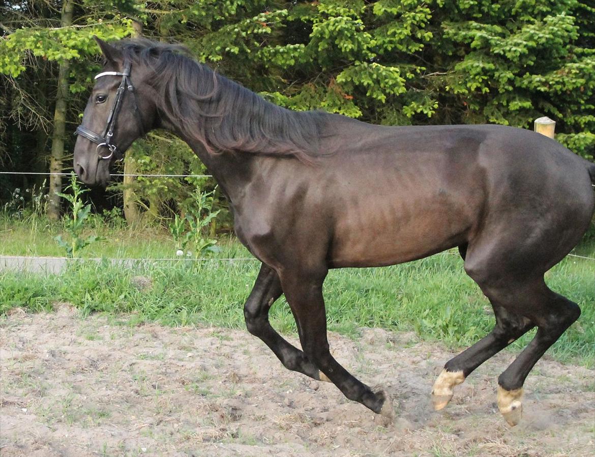 Dansk Varmblod  Black Diamond R.I.P. desværre er han lige blevet  billede 18