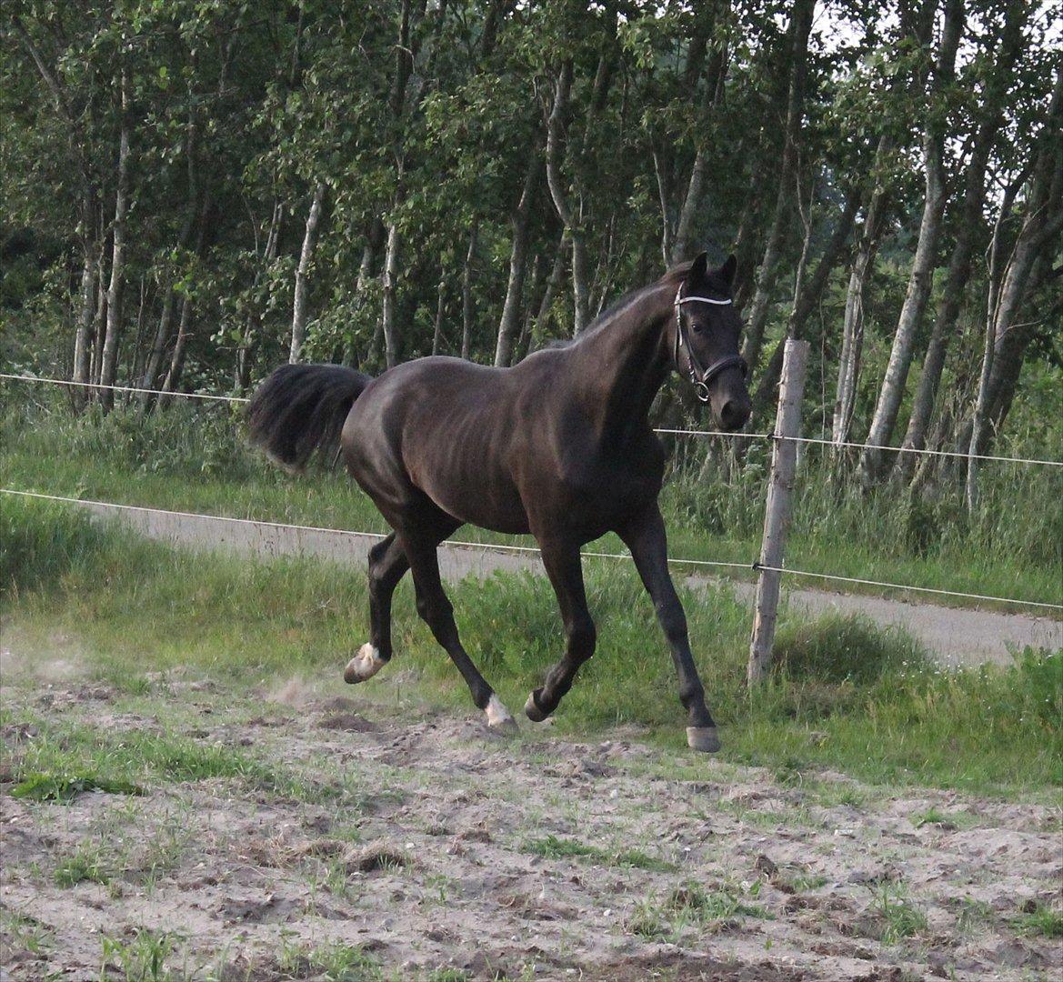 Dansk Varmblod  Black Diamond R.I.P. desværre er han lige blevet  billede 19