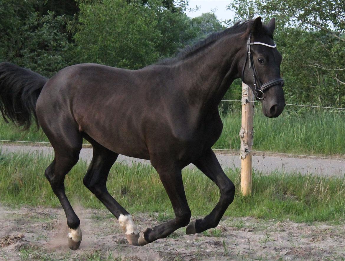 Dansk Varmblod  Black Diamond R.I.P. desværre er han lige blevet  billede 20
