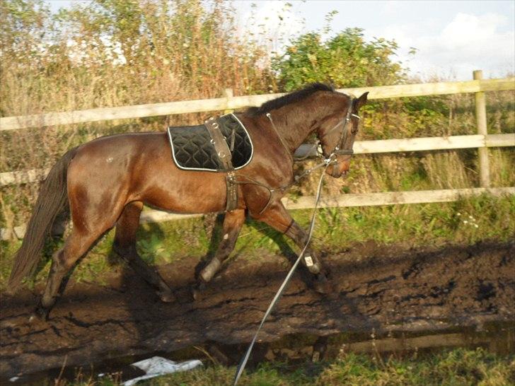Dansk Varmblod Cawin Imhoff billede 4
