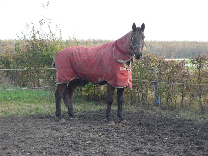 Dansk Varmblod Cawin Imhoff billede 10