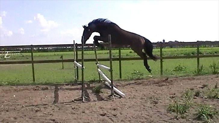 Dansk Varmblod Cawin Imhoff billede 11