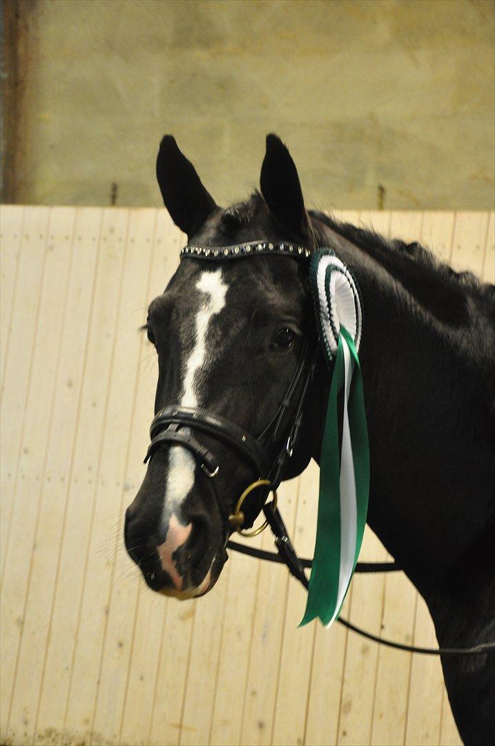 DSP Pomeroll SPH 189 billede 12