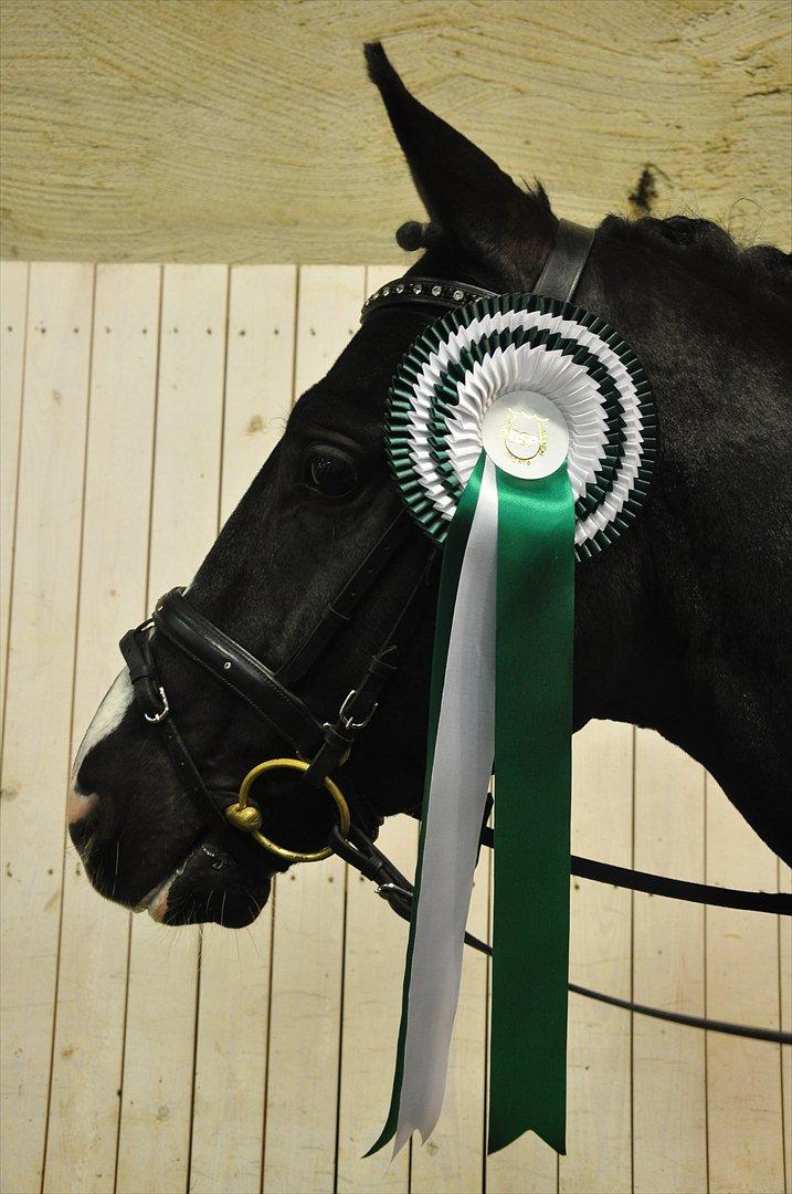 DSP Pomeroll SPH 189 - Nr. 3 til 4-års championatet 2011.. :D billede 1