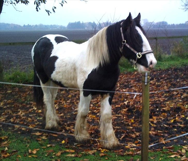 Tinker Sir Bjørn HINGST - 30/10-2011 billede 8