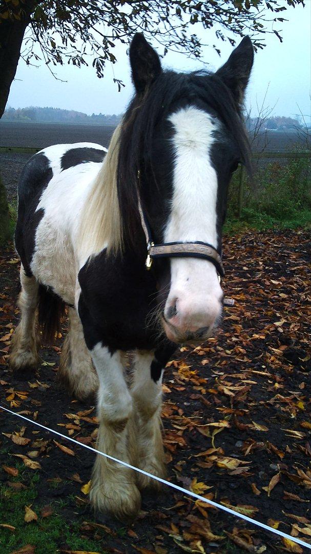 Tinker Sir Bjørn HINGST - 30/10-2011 billede 6