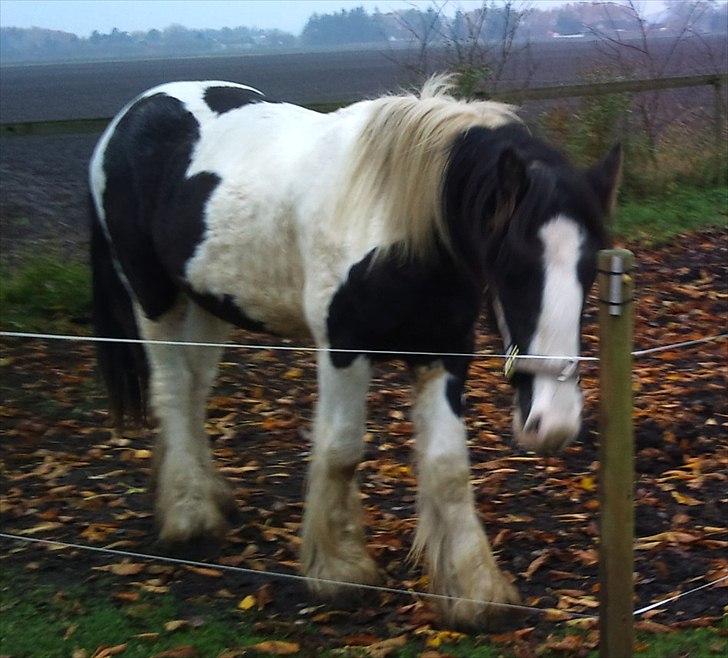 Tinker Sir Bjørn HINGST - 30/10-2011
 billede 7