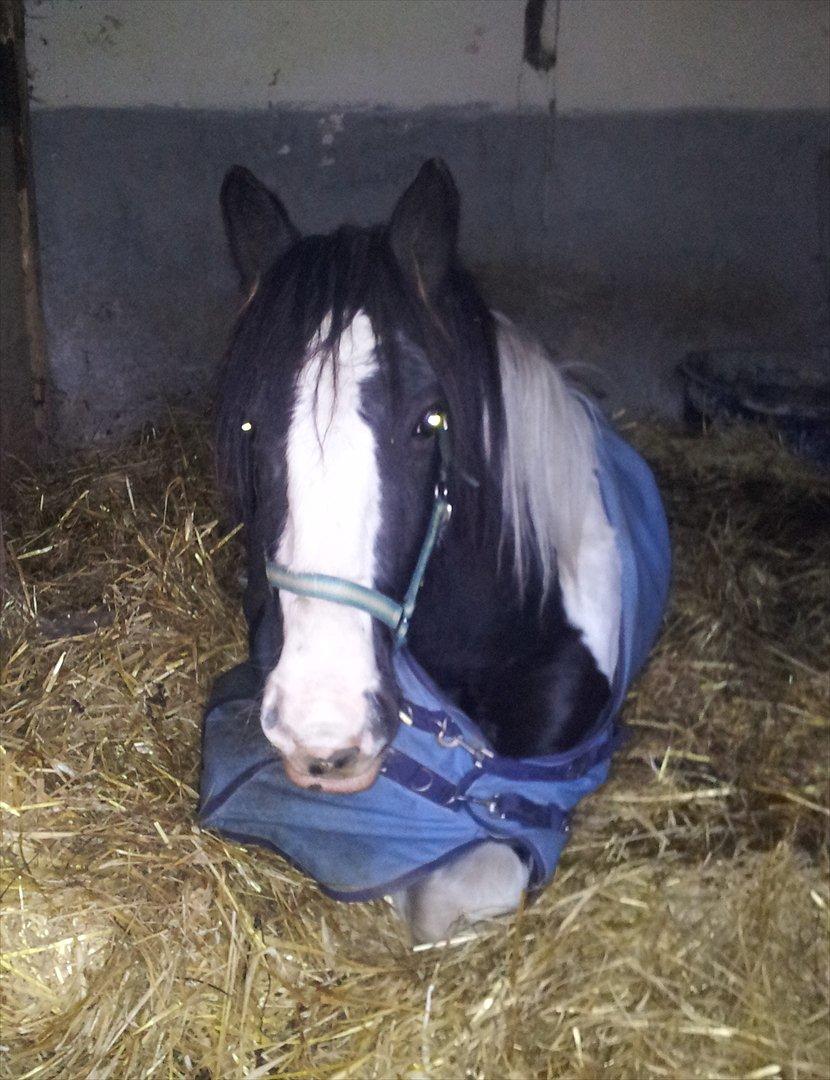 Tinker Sir Bjørn HINGST - 21/10-2011 billede 9