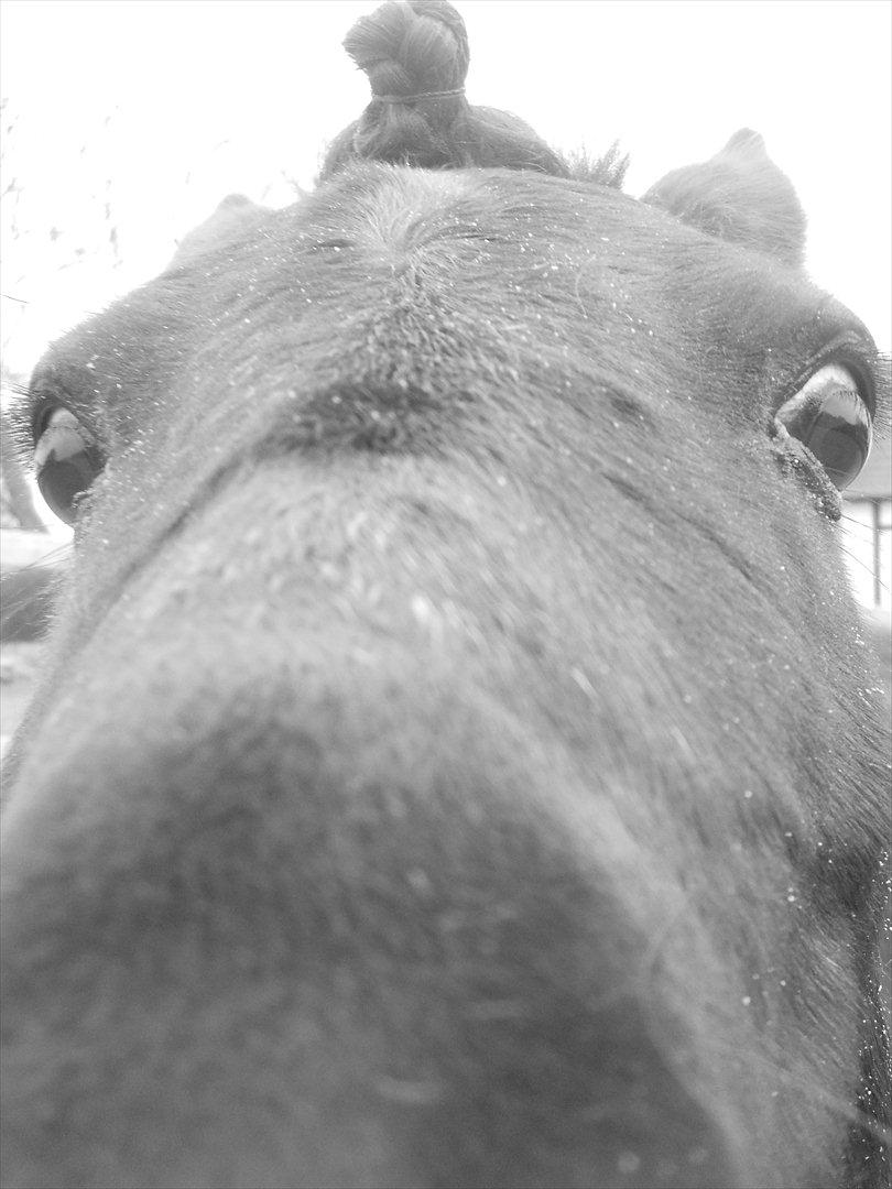 Knabstrupper I Moonlight Shadow billede 10