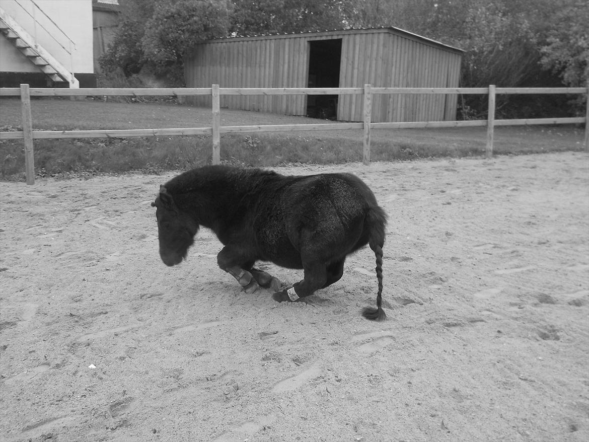 Knabstrupper I Moonlight Shadow billede 4