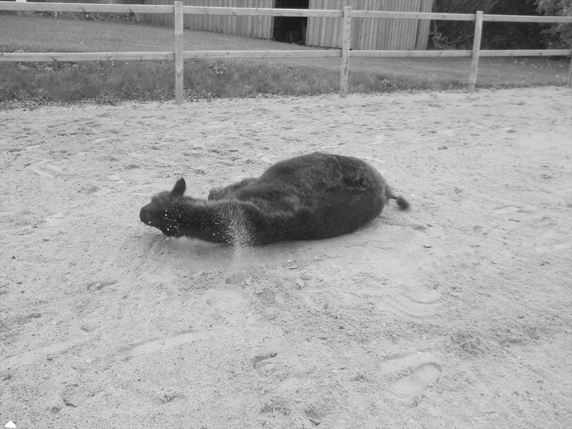 Knabstrupper I Moonlight Shadow billede 7