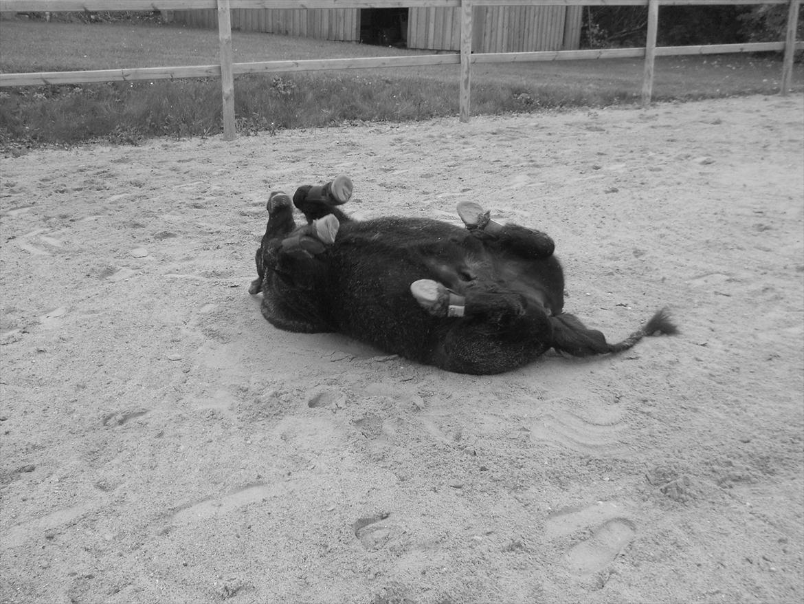 Knabstrupper I Moonlight Shadow billede 8