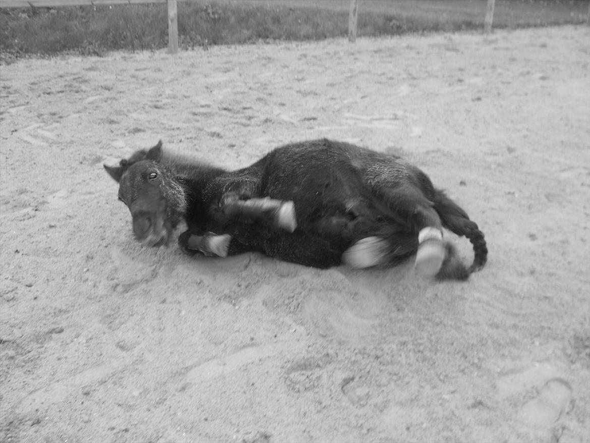 Knabstrupper I Moonlight Shadow billede 6