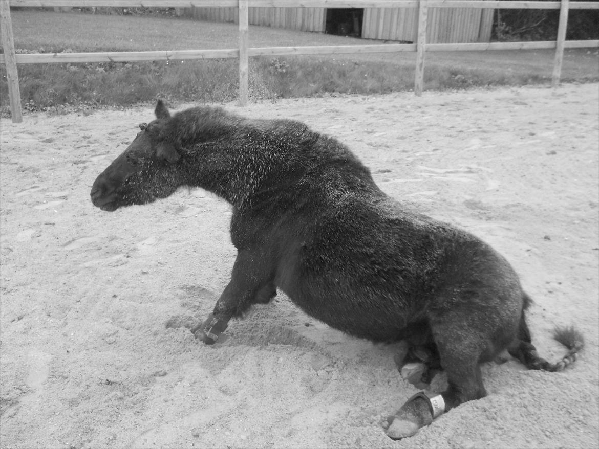 Knabstrupper I Moonlight Shadow billede 9