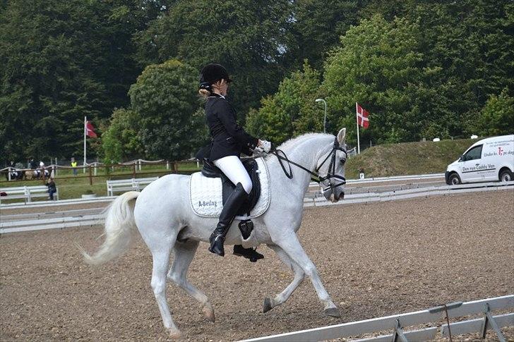 Anden særlig race Julius, **A-PONY** - DM hold i Frederikshavn 2011 billede 1