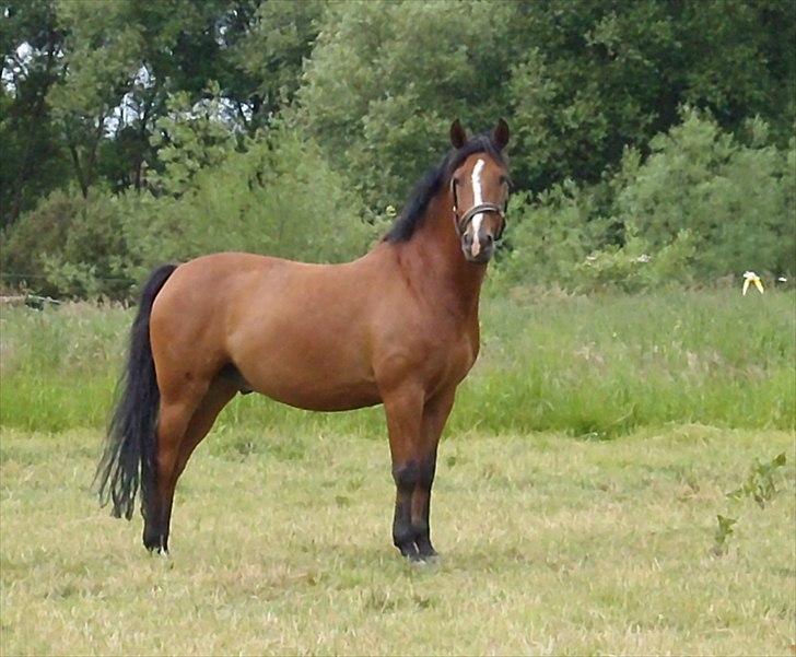 Anden særlig race Jack - Den flotte fyr på fold billede 14