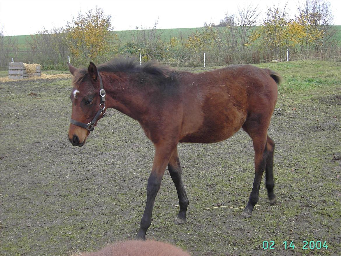 Dansk Varmblod luna (asferg's unik) solgt billede 15