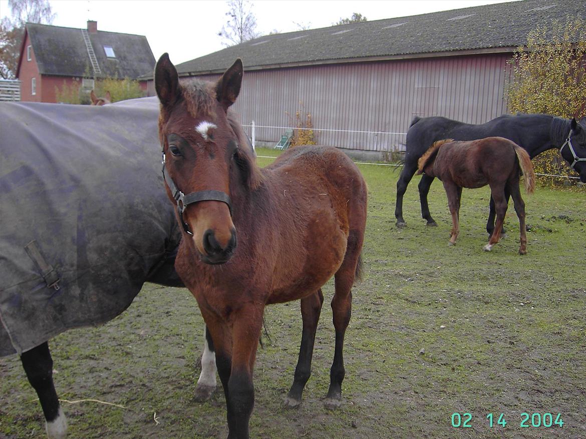 Dansk Varmblod luna (asferg's unik) solgt billede 16