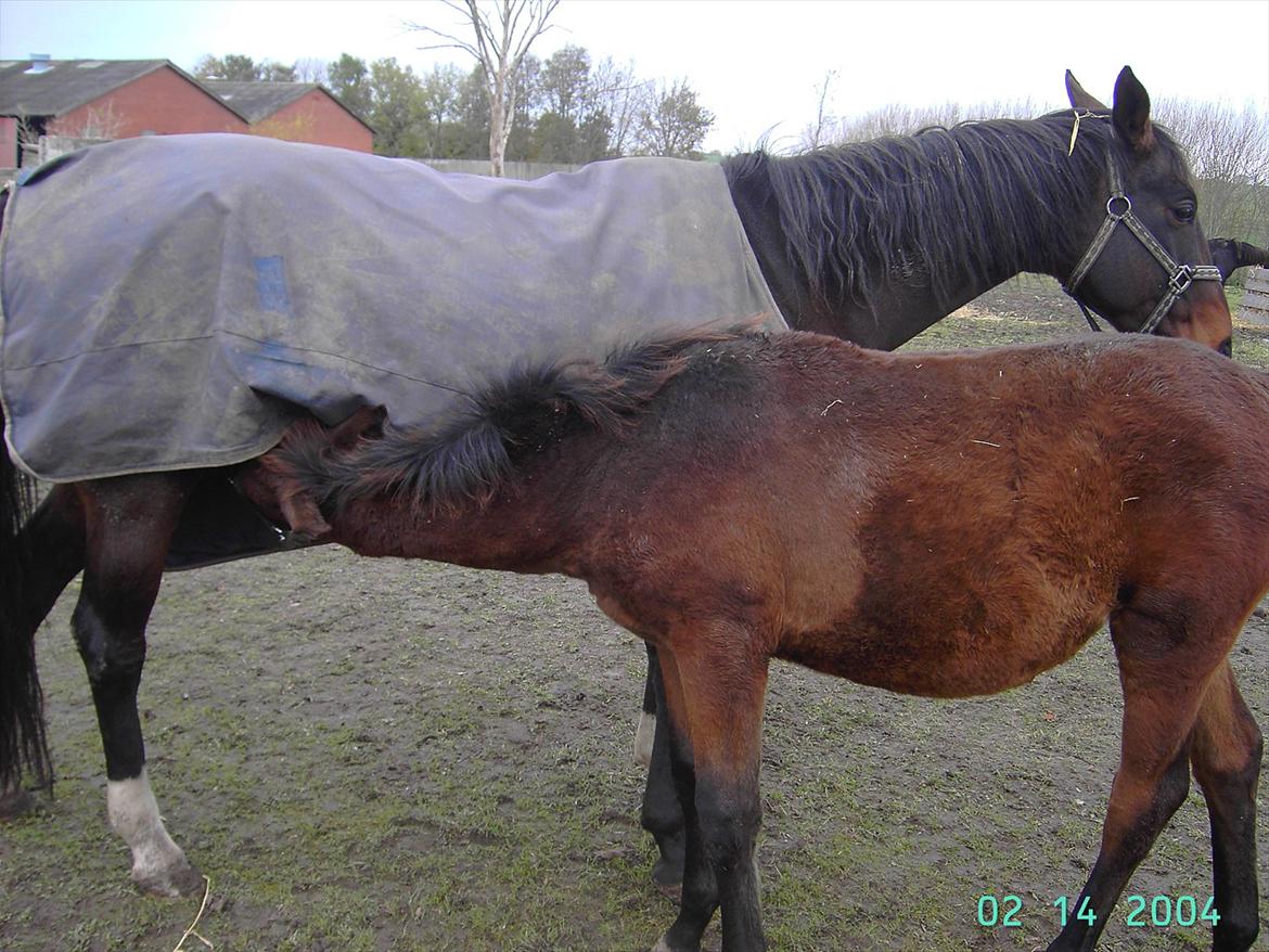 Dansk Varmblod luna (asferg's unik) solgt billede 17