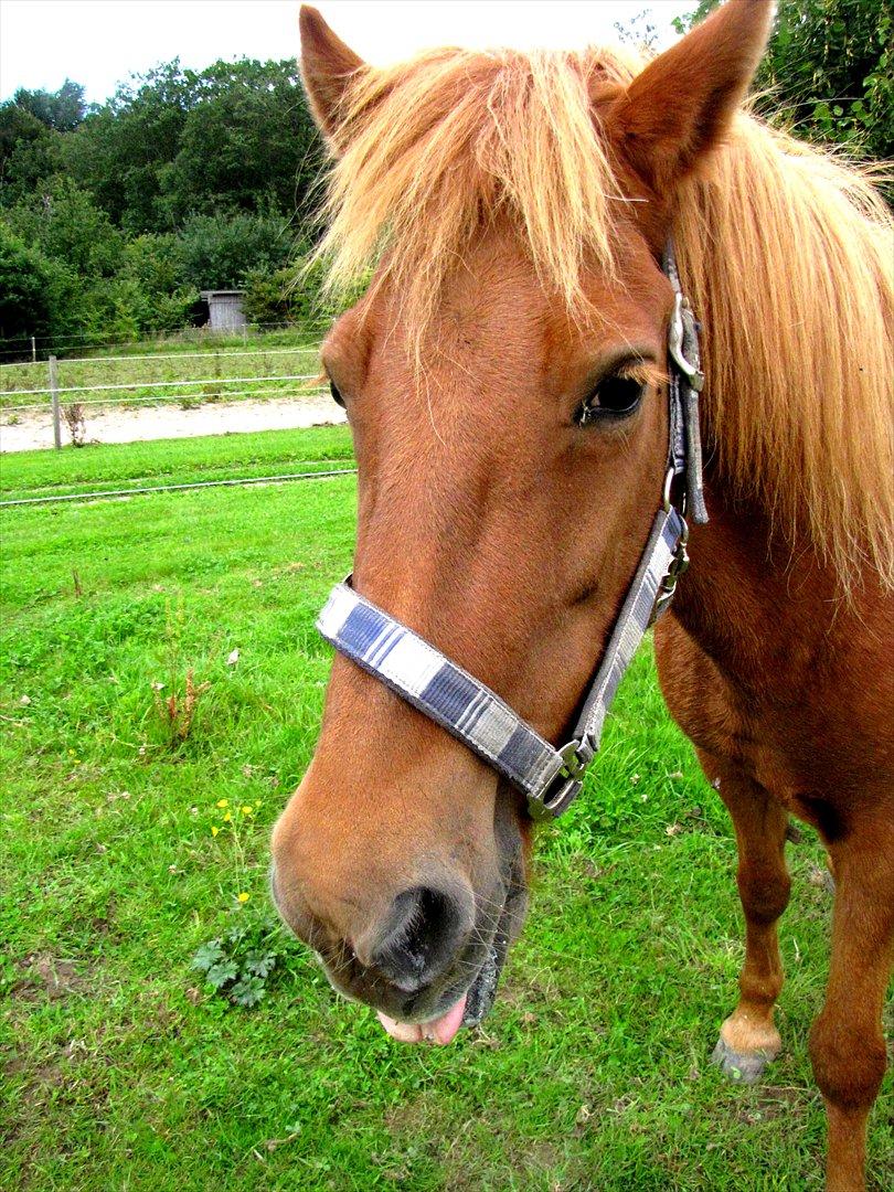 Islænder Silja fra Bogens  - Puttetrolden på folden <3 billede 3