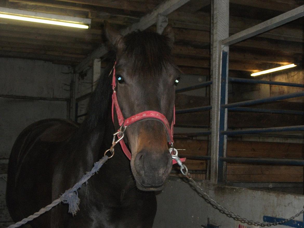 Anden særlig race Moonlight *SENDT TILBAGE* billede 2