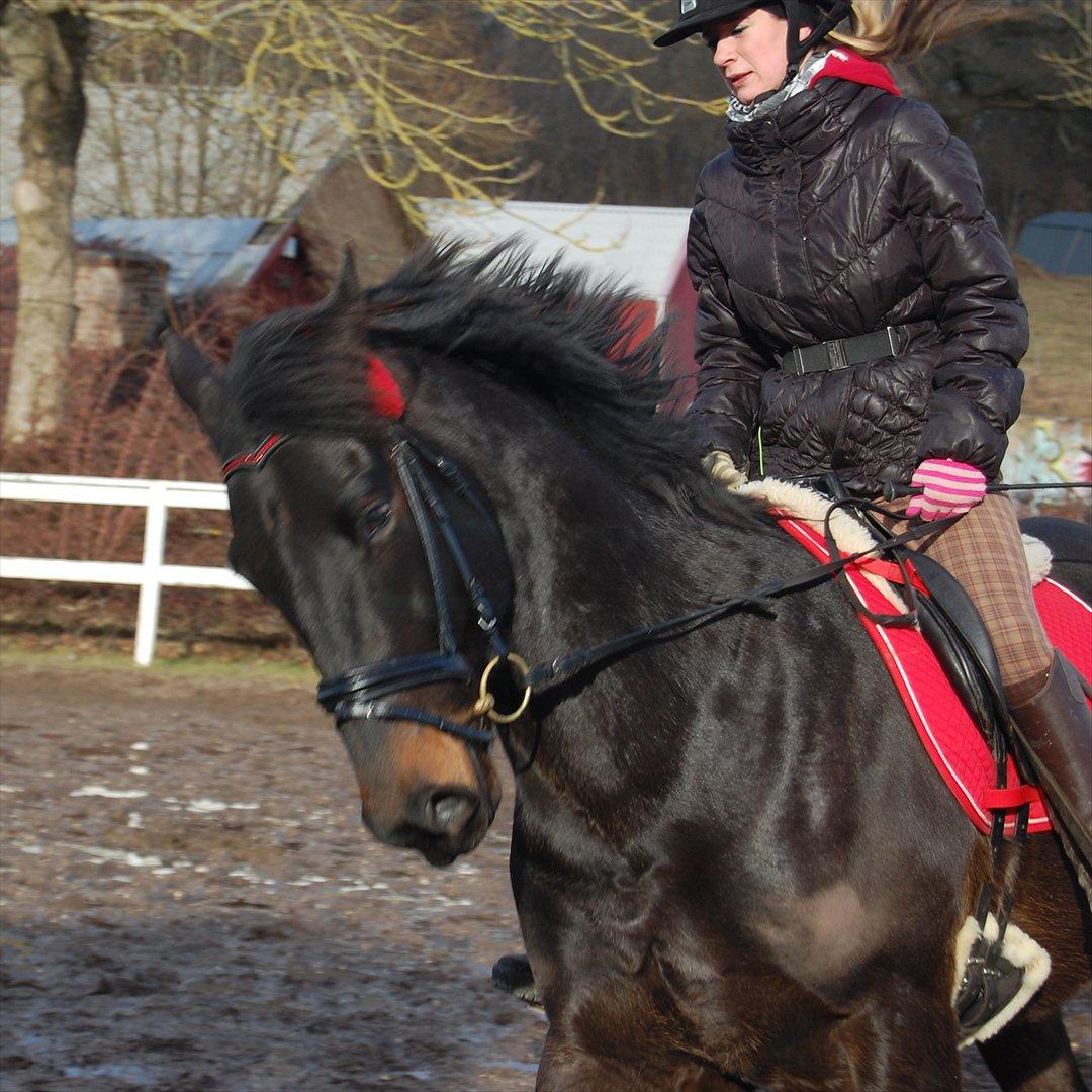 Anden særlig race Moonlight *SENDT TILBAGE* billede 6