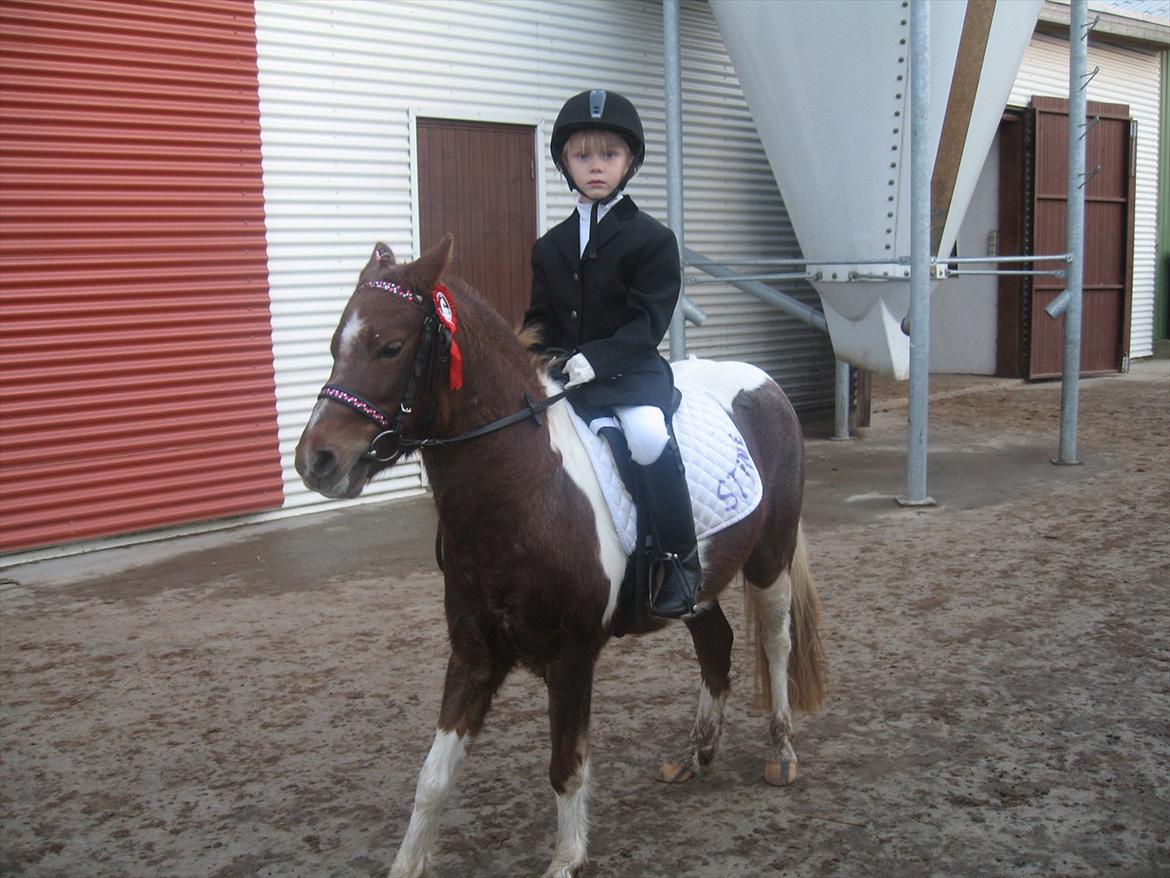 Anden særlig race Bell  (Solgt) - To førstepladser i Bogense den 30 oktober billede 10