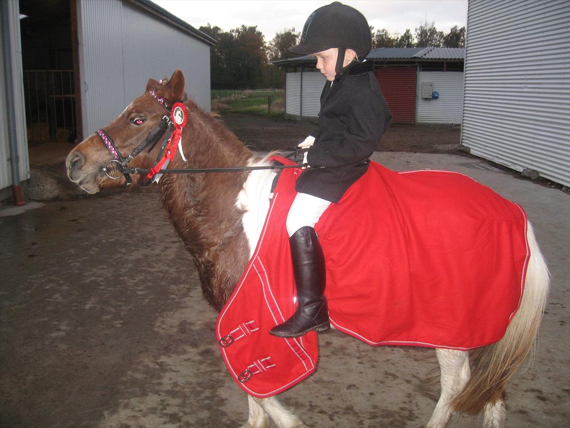 Anden særlig race Bell  (Solgt) - Billed med begge rosetter billede 11