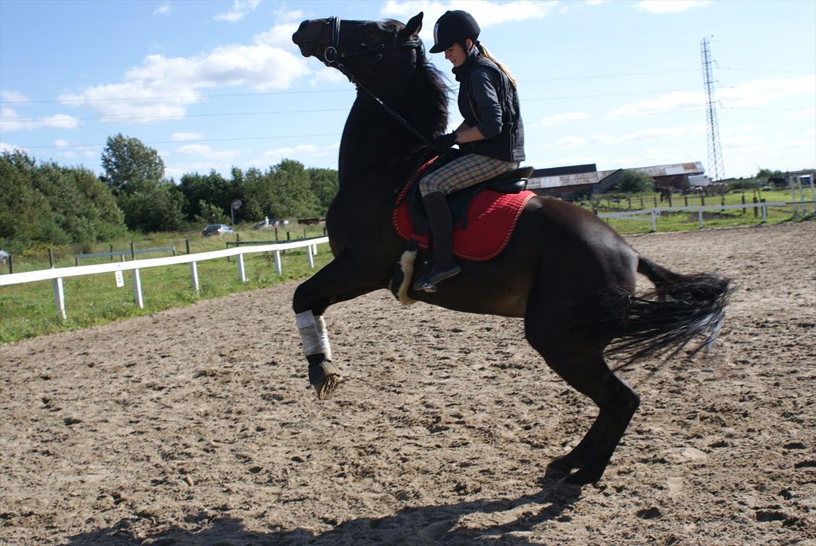 Anden særlig race Moonlight *SENDT TILBAGE* billede 8