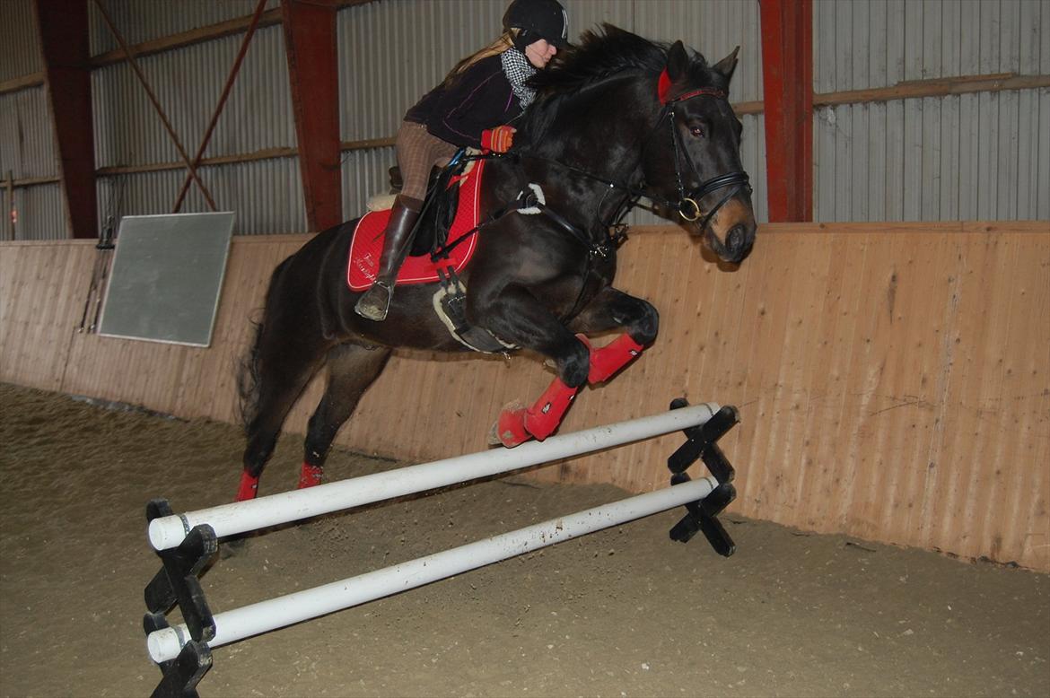 Anden særlig race Moonlight *SENDT TILBAGE* billede 12