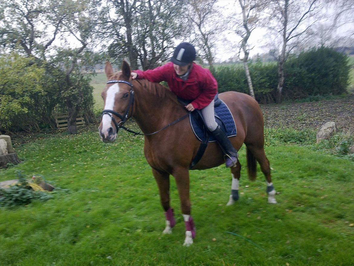 Dansk Varmblod Racing Star - dejlige star billede 18