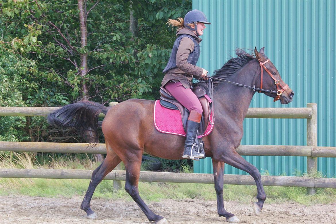 Arabisk fuldblod (OX) Impala bint gazelle ox - 8 september 2011: Impala og jeg i galop :-) billede 19