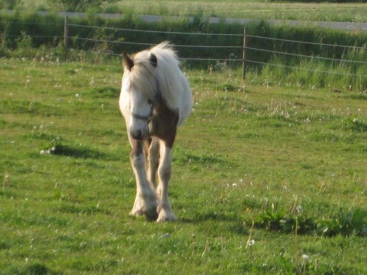 Irish Cob Cosy Beautey Báine (Bounty) billede 20