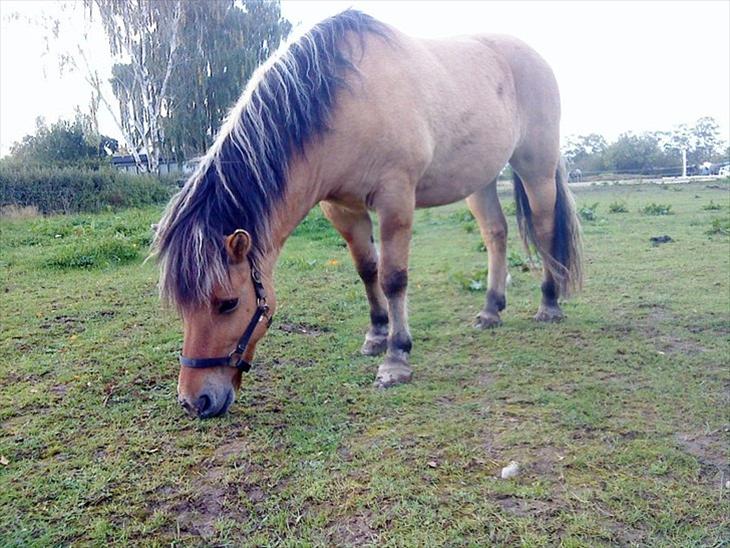 {{currentPhoto.altText}} billede {{currentPhoto.number}}