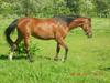 Hollandsk Sportspony Kashmira [Tidl. part]