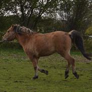 Anden særlig race Cassidy *SOLGT*