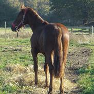 Anden særlig race Macoy  tidliger hest