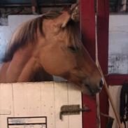 Anden særlig race Yellow [Sendt tilbage] 