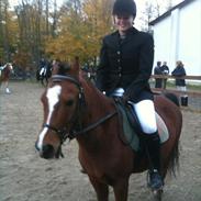 Anden særlig race Amigo (rideskole hest)