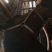 Hannoveraner Sakarias