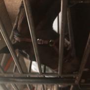 Hannoveraner Sakarias