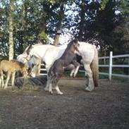 Irish Cob White Horse Purple Rain