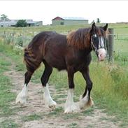 Irish Cob White Horse Purple Rain