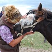 Irish Cob White Horse Purple Rain