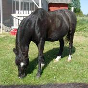 Welsh Pony (sec B) Blacki