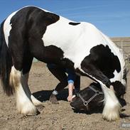 Irish Cob irish-swan Lord Landon