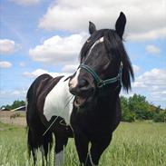 Irish Cob irish-swan Lord Landon