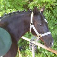 Welsh Pony (sec B) Blacki