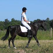 Welsh Pony (sec B) Blacki