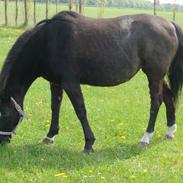 Welsh Pony (sec B) Blacki